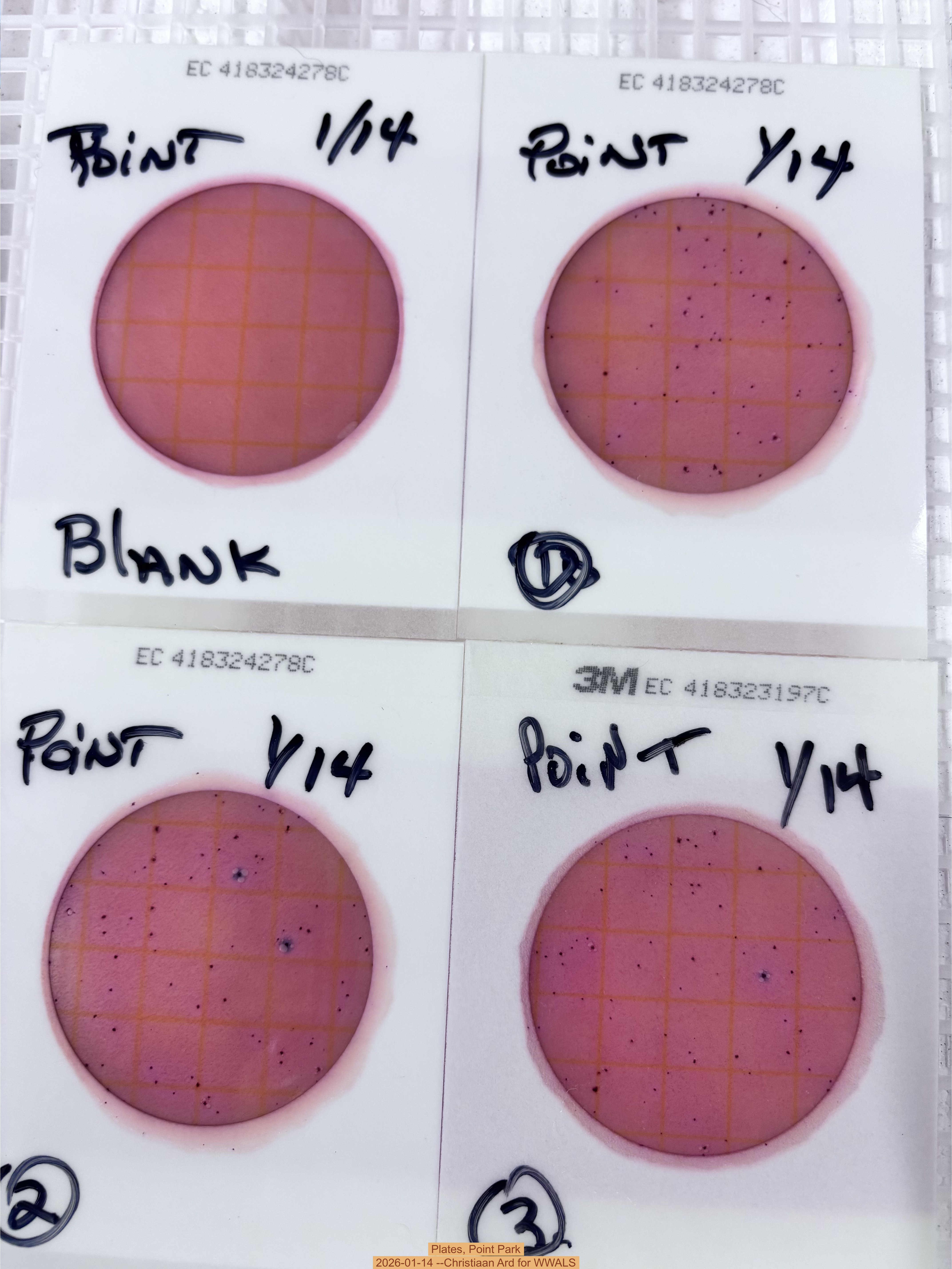 Plates, Point Park 2026-01-14 --Christiaan Ard for WWALS