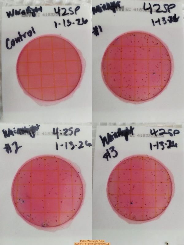 [Plates, Wainwright Drive, 2026-01-13 --Scotti Jay for WWALS]