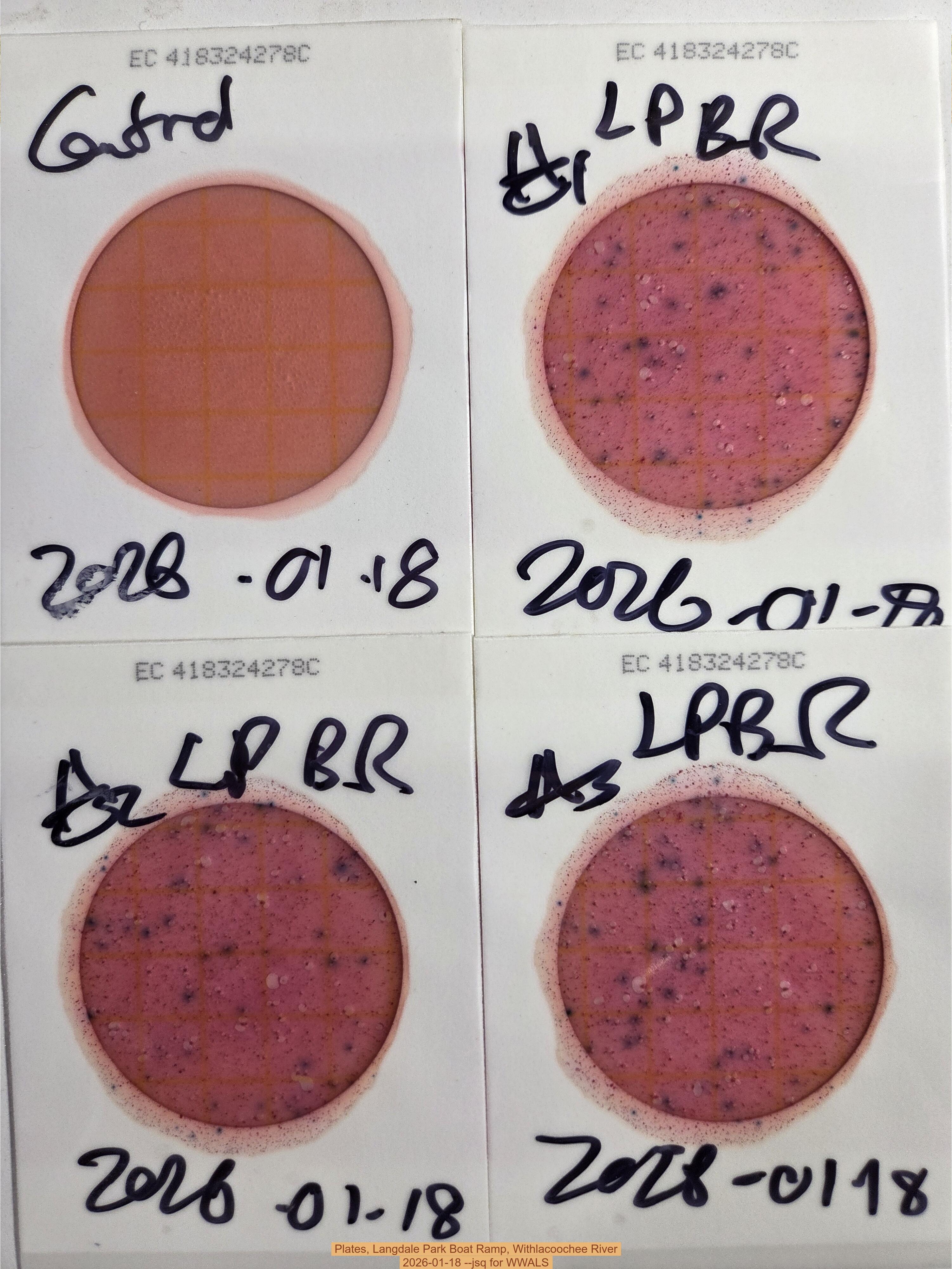 Plates, Langdale Park Boat Ramp, Withlacoochee River, 2026-01-18 --jsq for WWALS