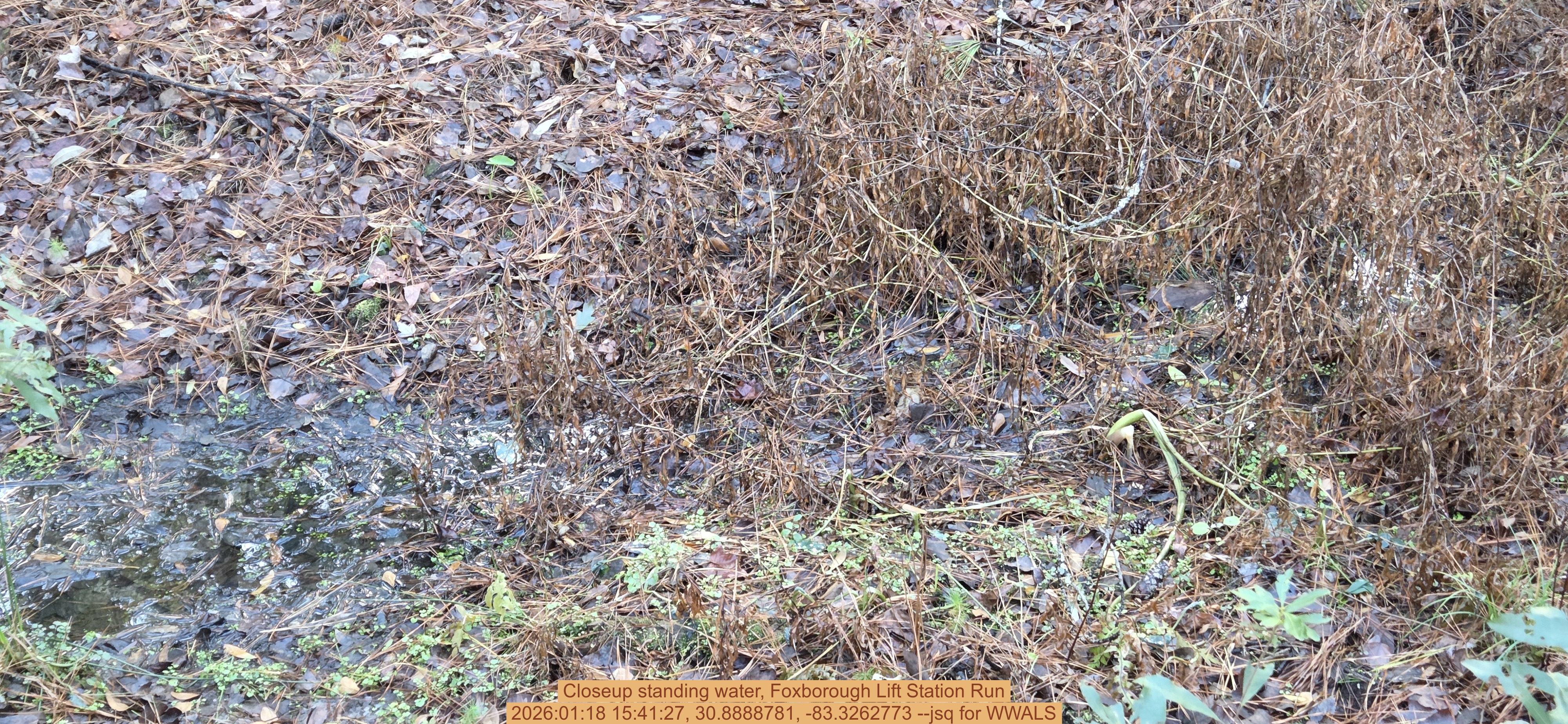 Closeup standing water, Foxborough Lift Station Run, 2026:01:18 15:41:27, 30.8888781, -83.3262773 --jsq for WWALS