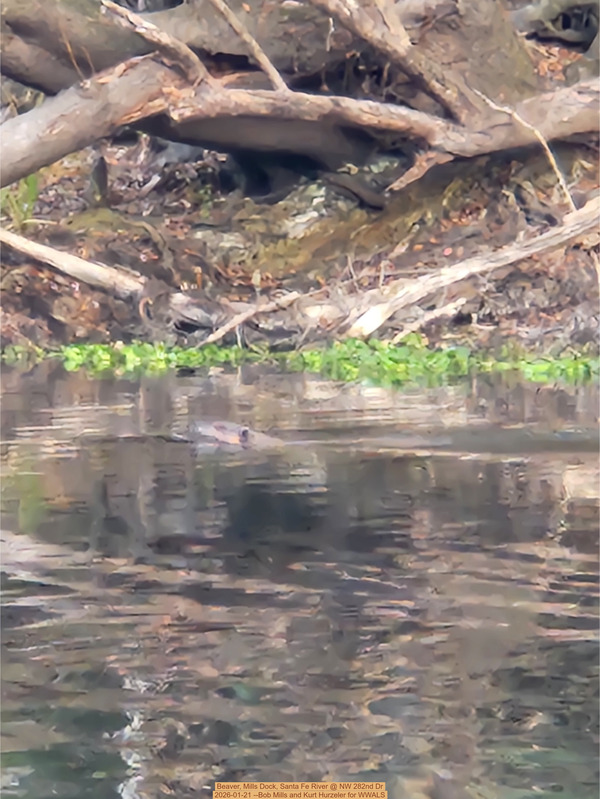 Beaver, Mills Dock, Santa Fe River @ NW 282nd Dr 2026-01-21 --Bob Mills and Kurt Hurzeler for WWALS