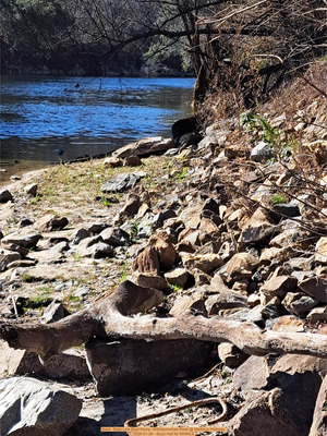 [Bank, State Line Boat Ramp, Withlacoochee River @ Madison Highway 2026-01-28 --Suzy Hall for WWALS]