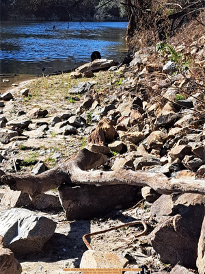 [Again, State Line Boat Ramp, Withlacoochee River @ Madison Highway 2026-01-28 --Suzy Hall for WWALS]