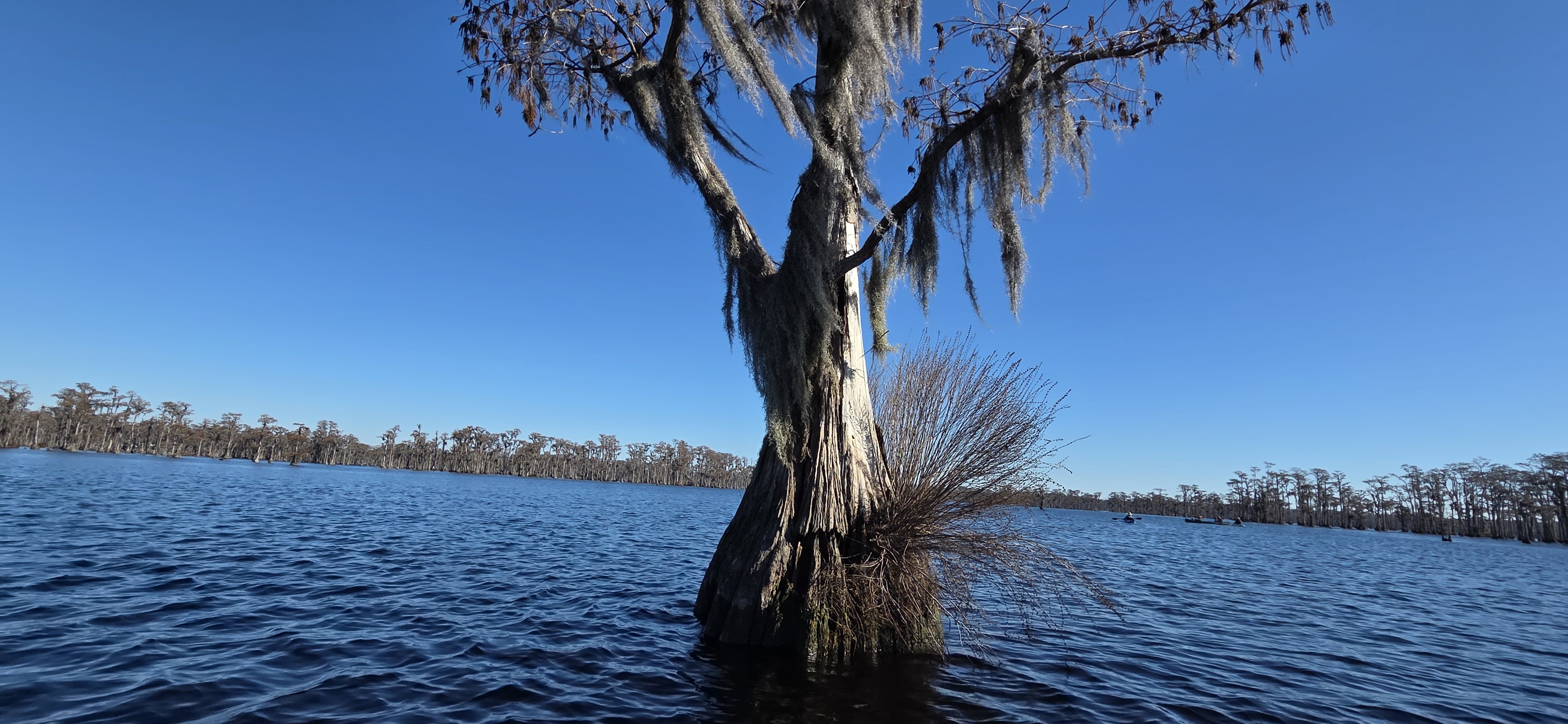 Bat tree with boaters beyond, 2026-01-01 --jsq for WWALS