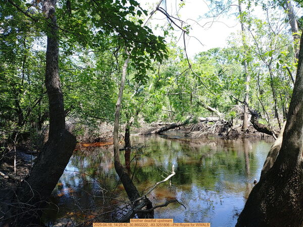 Another deadfall upstream, 2025-04-18, 14:25:42, 30.8602222, -83.3251806 --Phil Royce for WWALS