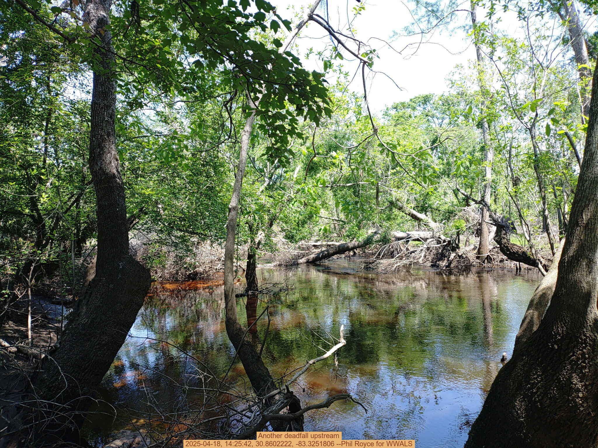 Another deadfall upstream, 2025-04-18, 14:25:42, 30.8602222, -83.3251806 --Phil Royce for WWALS