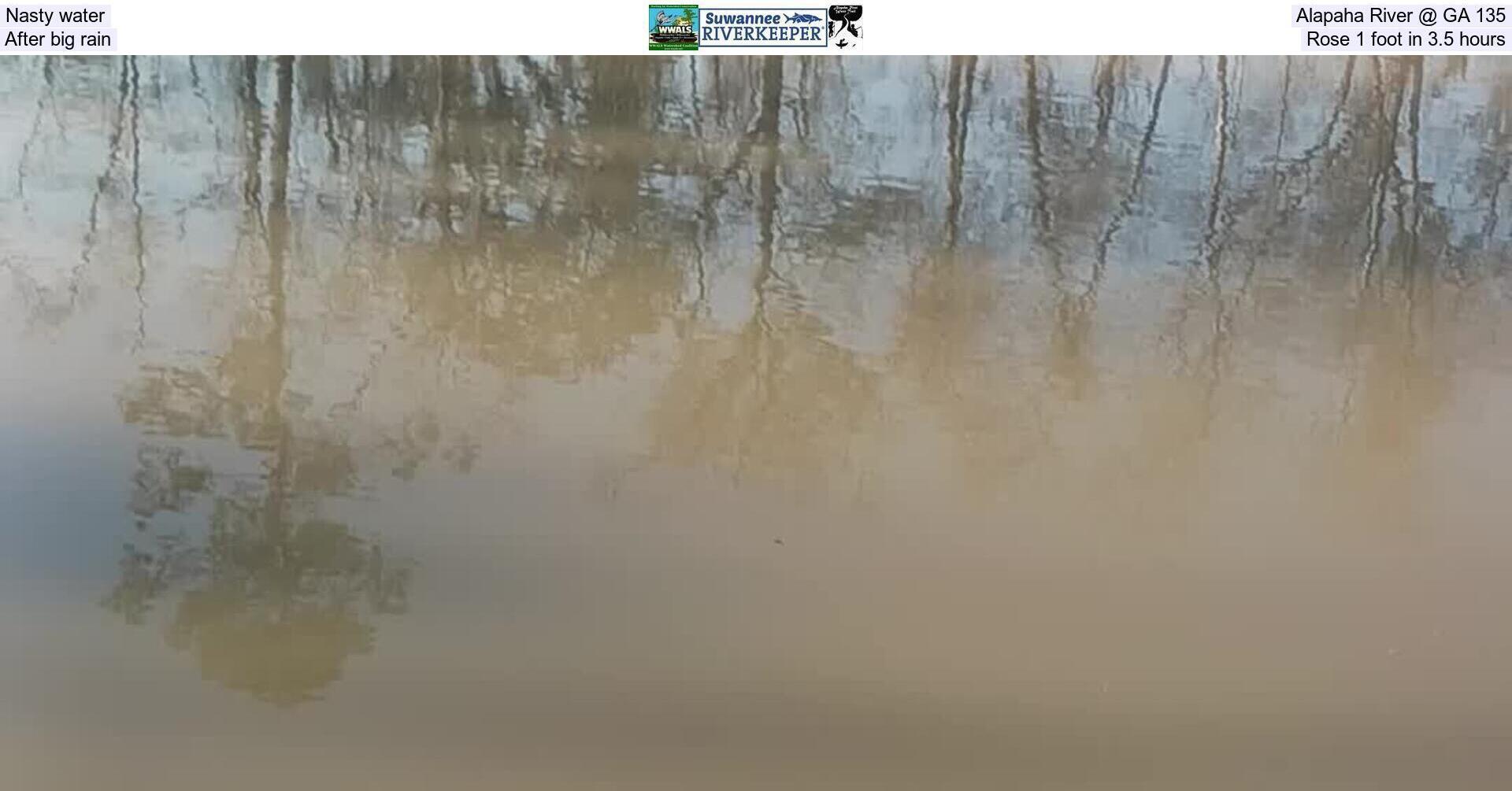 Nasty water, Alapaha River @ GA 135, After big rain, Rose 1 foot in 3.5 hours