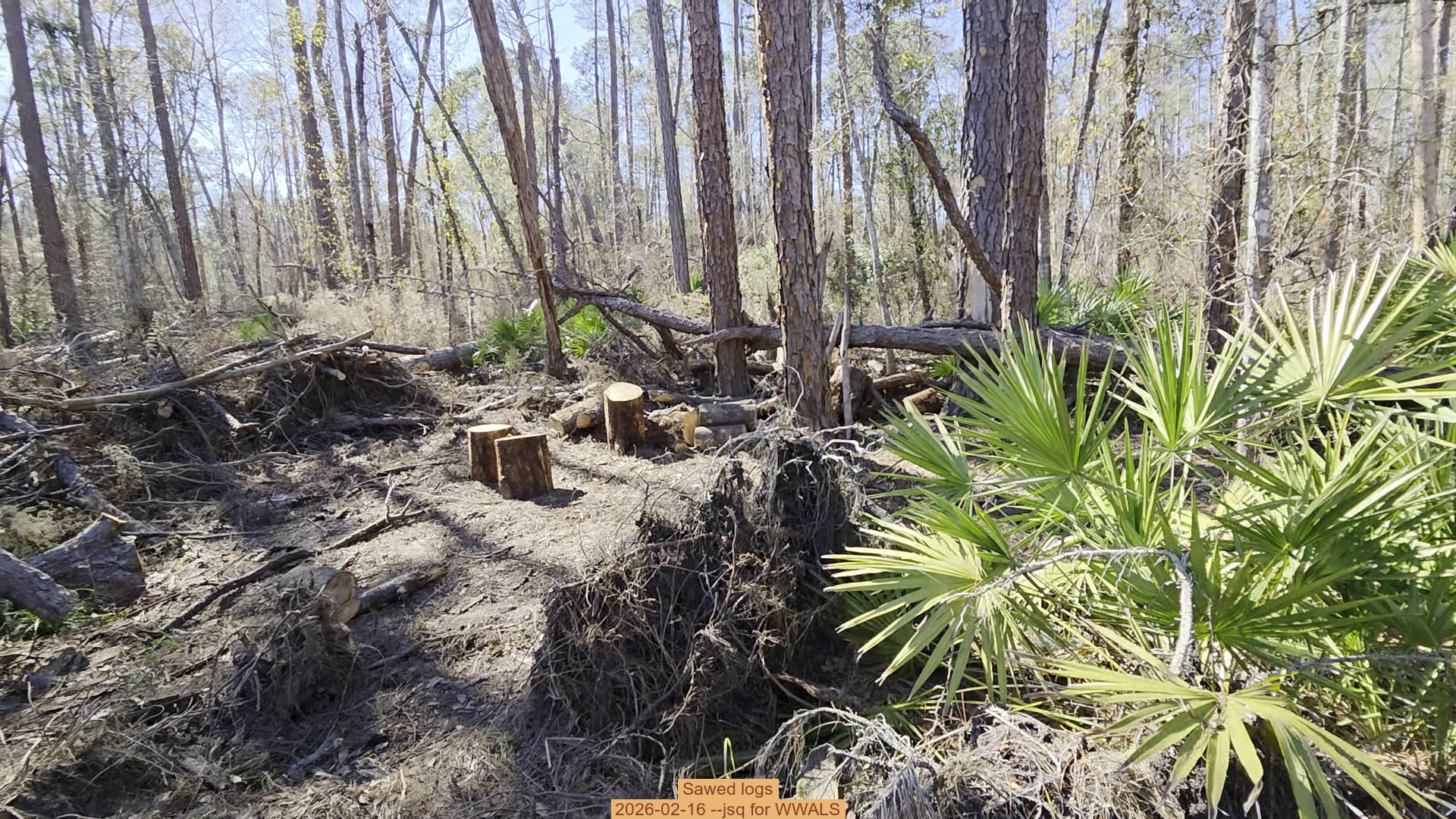 Sawed logs, 2026-02-16 --jsq for WWALS