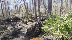 [Sawed logs, 2026-02-16 --jsq for WWALS]