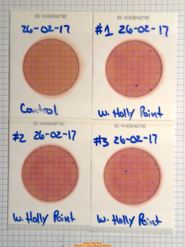 Plates, Holly Point 2026-02-17 --Russ Tatum for WWALS