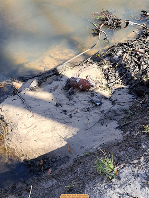 [Bottle, Sugar Creek @ WaterGoat, 2026-02-17 --Suzy Hall for WWALS]