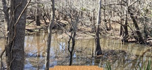 [Closeup: Corinne Coleman Creek out of Foxborough, 2026:02:16 14:34:14, 30.8880622, -83.3241144 --jsq for WWALS]