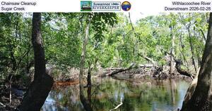[Chainsaw Cleanup, Withlacoochee River, Sugar Creek, Downstream 2026-02-21]