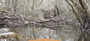 [Closeup for next time, 2026:02:28 12:24:39, 30.8629957, -83.3231114 --jsq for WWALS]