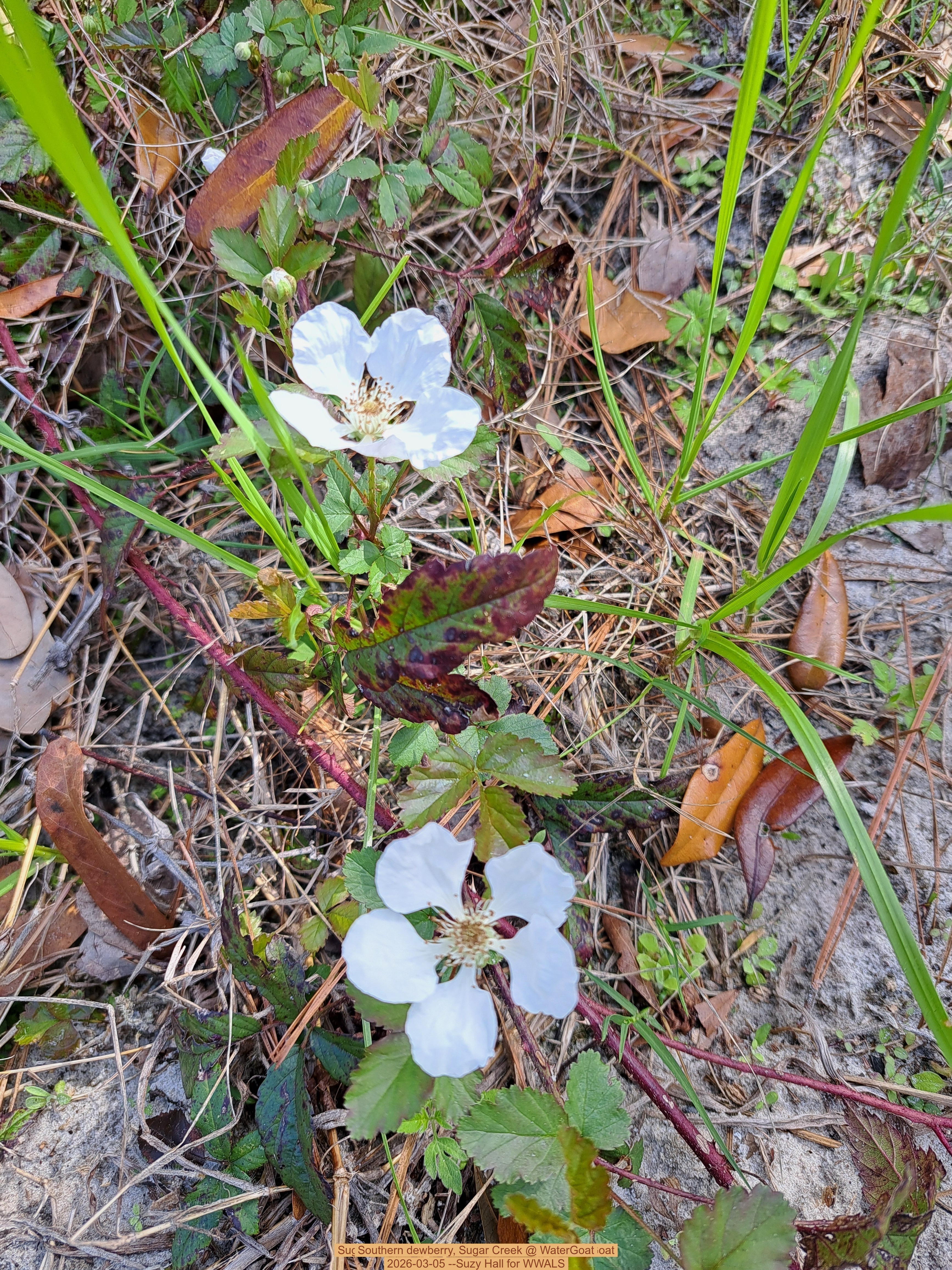 Southern dewberry, Sugar Creek @ WaterGoat 2026-03-05 --Suzy Hall for WWALS