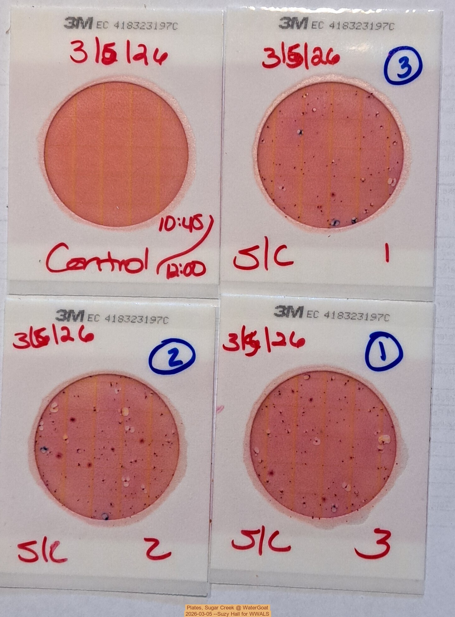 Plates, Sugar Creek @ WaterGoat 2026-03-05 --Suzy Hall for WWALS