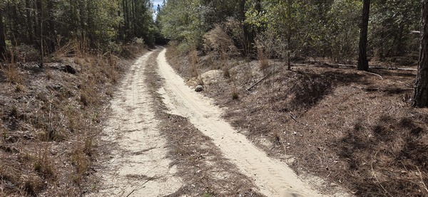 [Gopher tortoise, 2026:03:07 12:38:52, 30.8131595, -83.4189303 --jsq for WWALS]