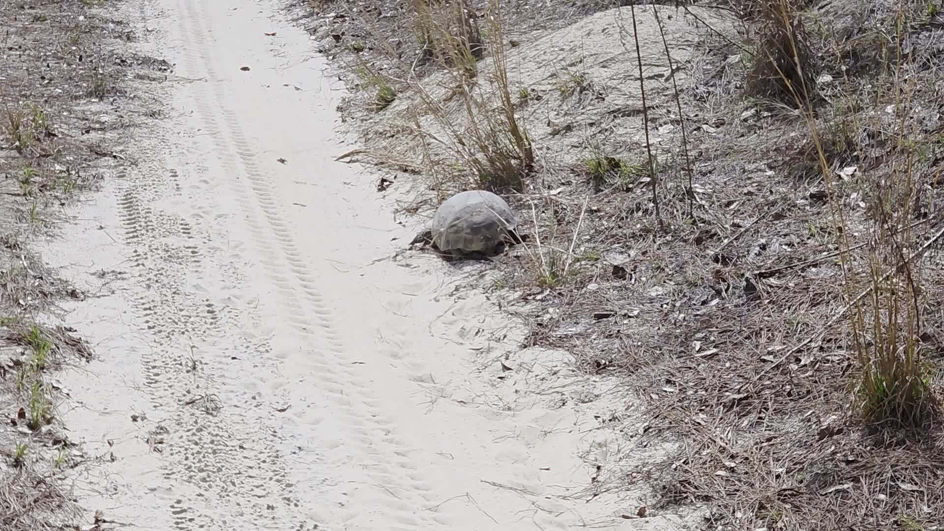 Movie: Gopher tortoise, road back from lunch stop, thank you Langdale Company for access, 2026:03:07 12:39:03, 30.8131595, -83.4189303 (12M) --jsq for WWALS