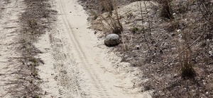 [Closeup gopher tortoise, 2026:03:07 12:38:59, 30.8131595, -83.4189303 --jsq for WWALS]