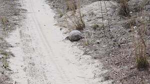 [Movie: Gopher tortoise, road back from lunch stop, thank you Langdale Company for access, 2026:03:07 12:39:03, 30.8131595, -83.4189303 (12M) --jsq for WWALS]