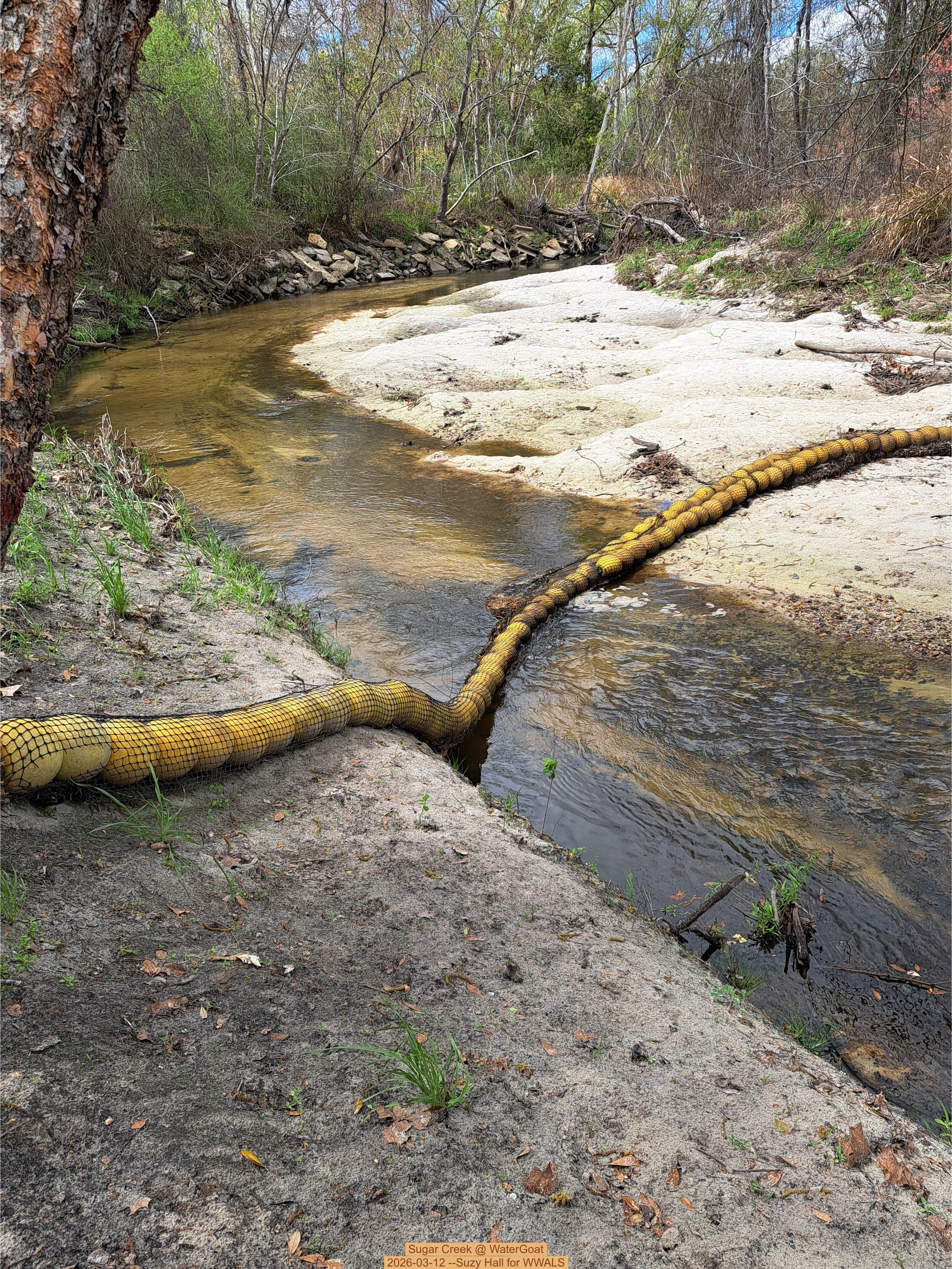 Sugar Creek @ WaterGoat 2026-03-12 --Suzy Hall for WWALS