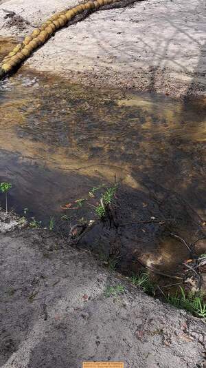 [Water in Sugar Creek @ WaterGoat 2026-03-12 --Suzy Hall for WWALS]