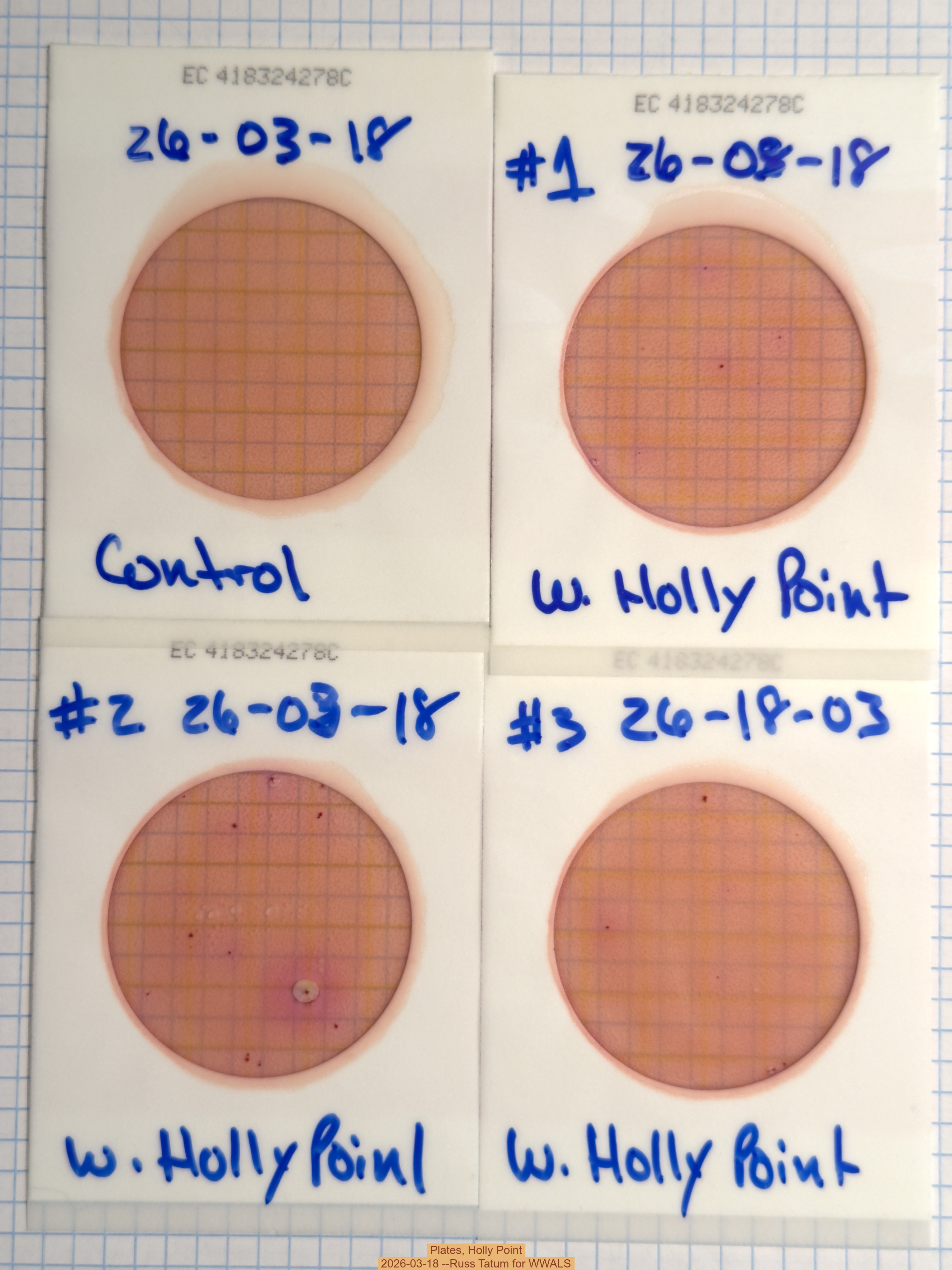 Plates, Holly Point 2026-03-18 --Russ Tatum for WWALS