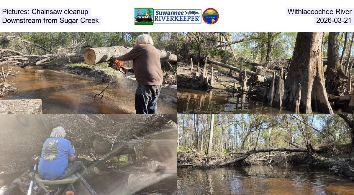 Pictures: Chainsaw cleanup, Withlacoochee River, Downstream from Sugar Creek, 2026-03-21