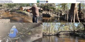 [Pictures: Chainsaw cleanup, Withlacoochee River, Downstream from Sugar Creek, 2026-03-21]