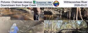 [Pictures: Chainsaw cleanup, Withlacoochee River, Downstream from Sugar Creek, 2026-03-21]