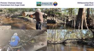 [Pictures: Chainsaw cleanup, Withlacoochee River, Downstream from Sugar Creek, 2026-03-21]