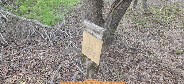 [River Birch, 2026:03:29 09:34:20, 30.8874839, -83.3237377 --jsq for WWALS]