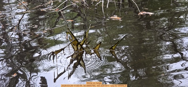 [Slime on twigs, 2026:03:29 11:05:44, 30.8865785, -83.3241911 --jsq for WWALS]