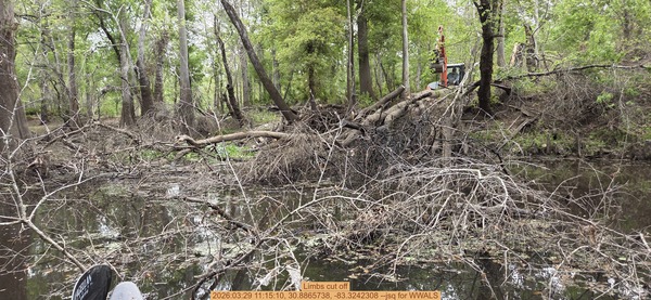 [Limbs cut off, 2026:03:29 11:15:10, 30.8865738, -83.3242308 --jsq for WWALS]