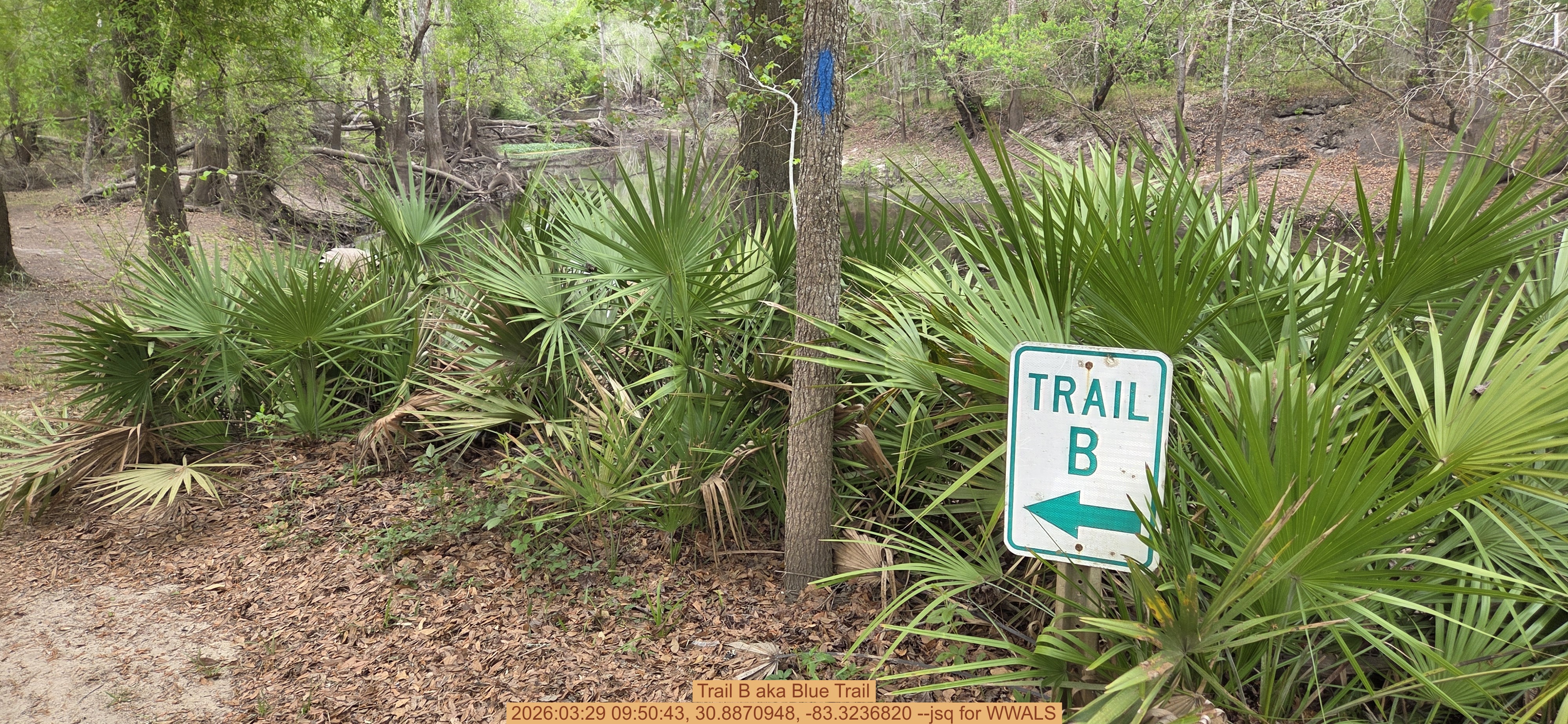 Trail B aka Blue Trail, 2026:03:29 09:50:43, 30.8870948, -83.3236820 --jsq for WWALS