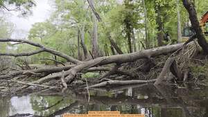 [Movie: Farther downstream, 2026:03:29 10:50:29, 30.8865904, -83.3241912 (4.1M) --jsq for WWALS]