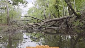 [Movie: Pulling the log back, 2026:03:29 10:56:51, 30.8865744, -83.3242387 (46M) --jsq for WWALS]