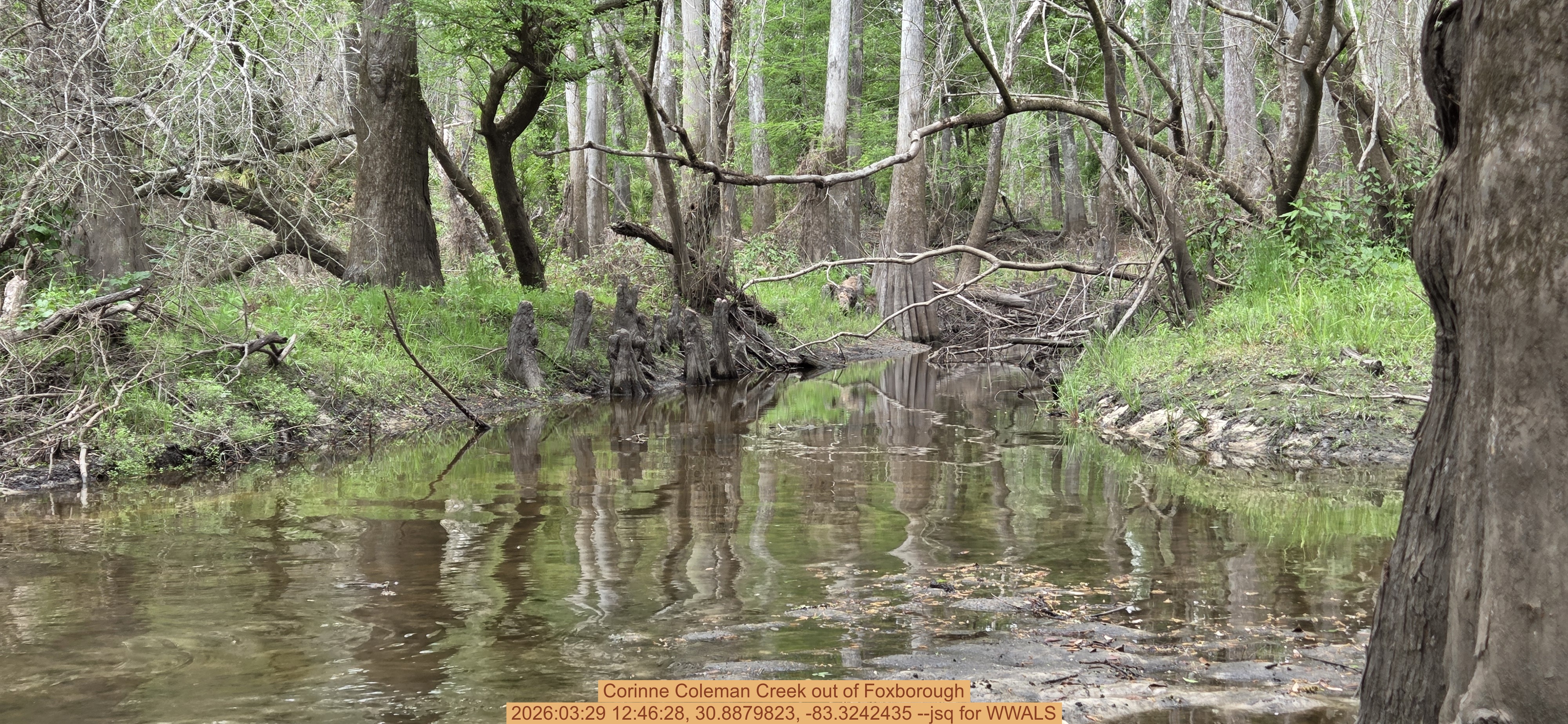 Corinne Coleman Creek out of Foxborough, 2026:03:29 12:46:28, 30.8879823, -83.3242435 --jsq for WWALS