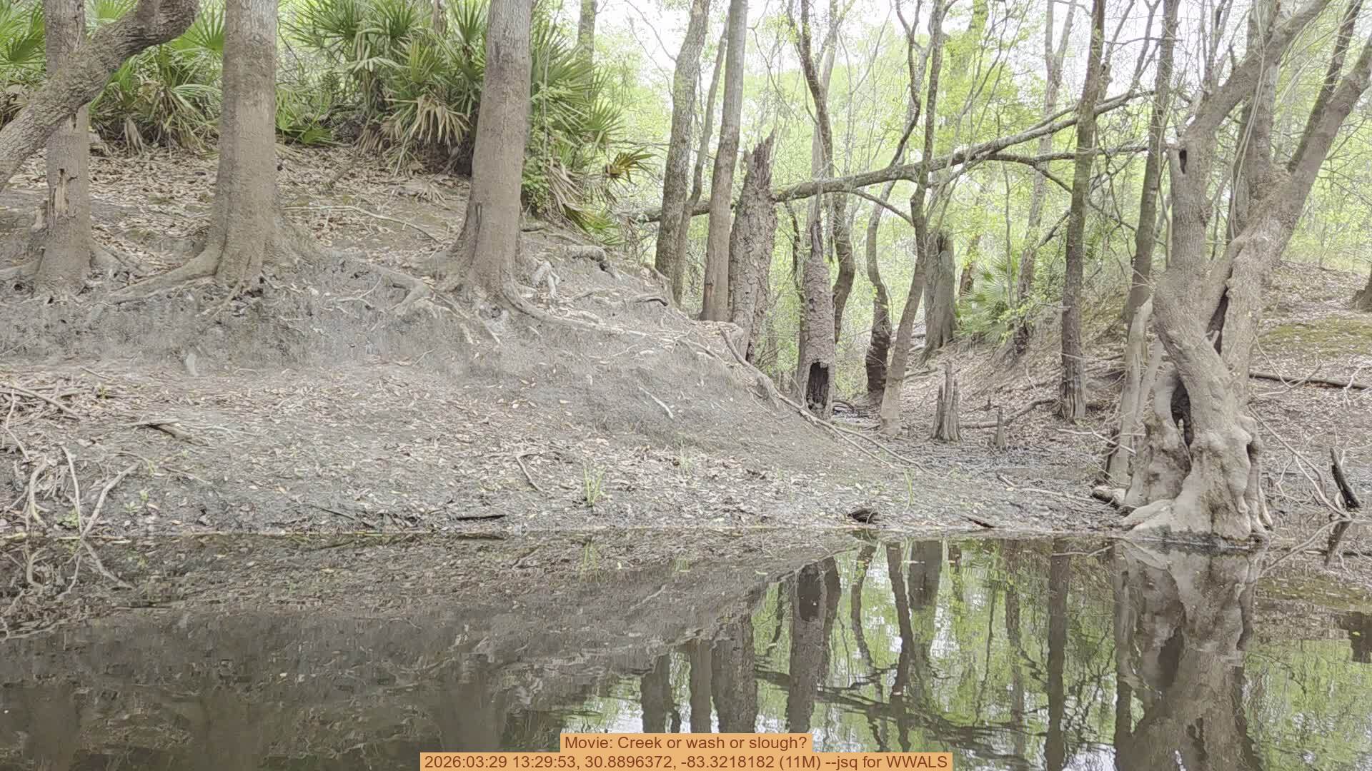 Movie: Creek or wash or slough? 2026:03:29 13:29:53, 30.8896372, -83.3218182 (11M) --jsq for WWALS