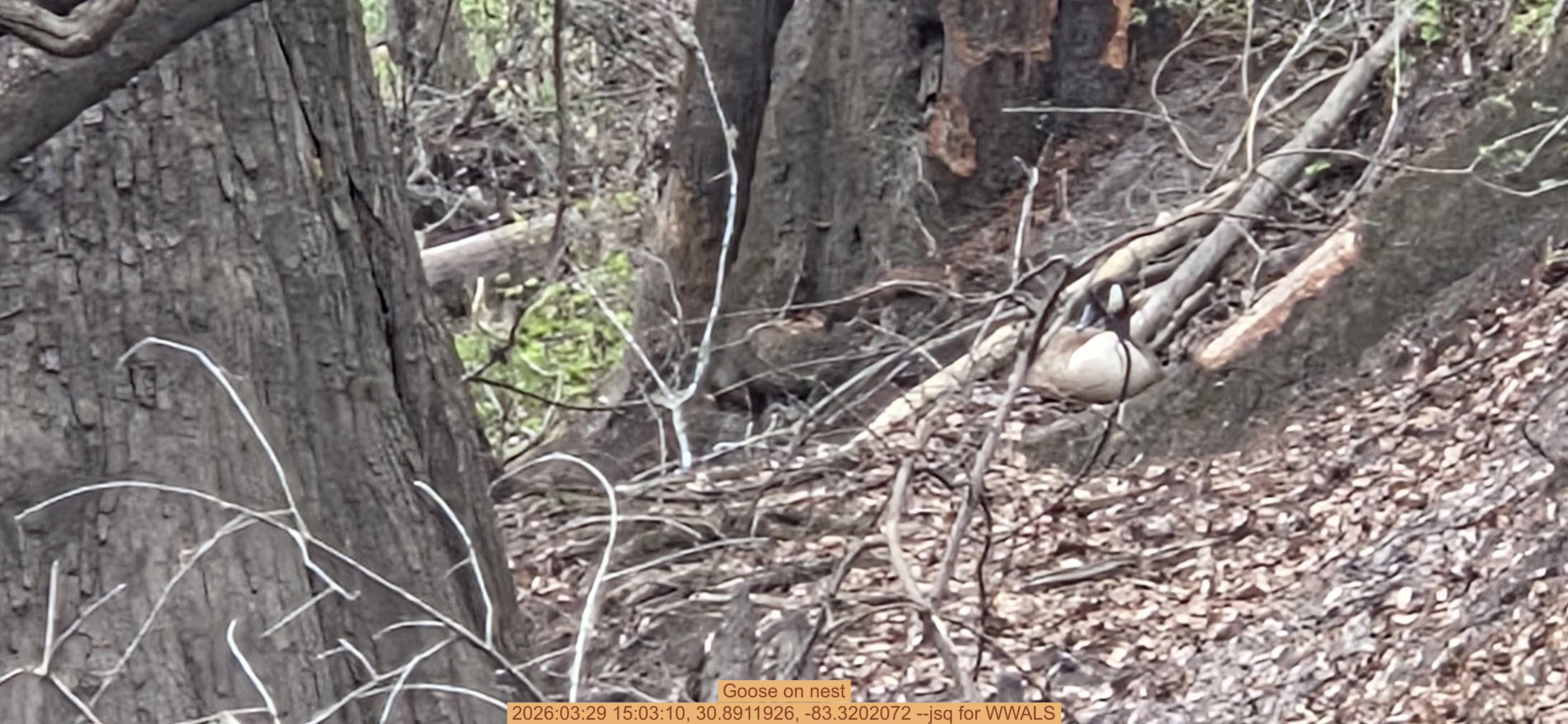 Goose on nest, 2026:03:29 15:03:10, 30.8911926, -83.3202072 --jsq for WWALS