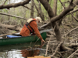 [Move the sawed limb, 2026:03:29 13:55:17 --Brianna Schawalder for WWALS]