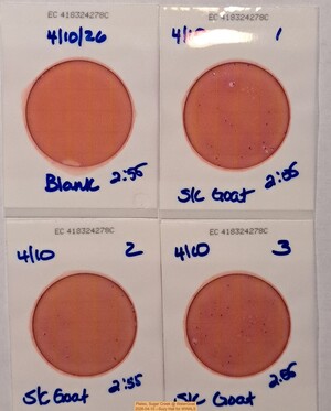 [Plates, Sugar Creek @ WaterGoat 2026-04-10 --Suzy Hall for WWALS]