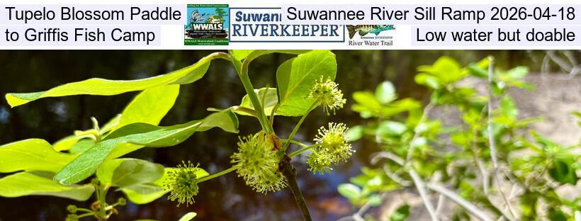 Tupelo Blossom Paddle, Suwannee River Sill Ramp 2026-04-18, to Griffis Fish Camp, Low water but doable
