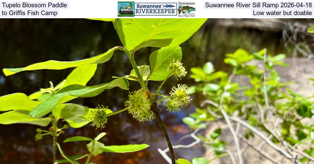 Tupelo Blossom Paddle, Suwannee River Sill Ramp 2026-04-18, to Griffis Fish Camp, Low water but doable