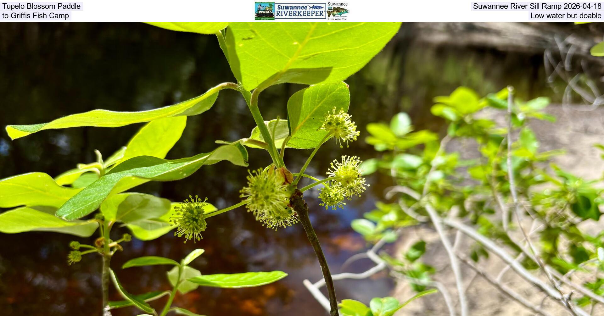 [Tupelo Blossom Paddle, Suwannee River Sill Ramp 2026-04-18, to Griffis Fish Camp, Low water but doable]