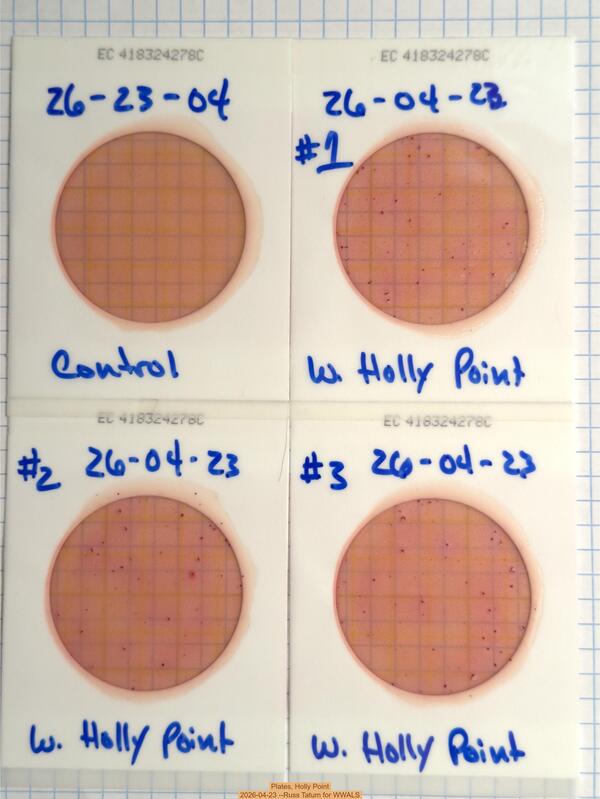 Plates, Holly Point 2026-04-23 --Russ Tatum for WWALS