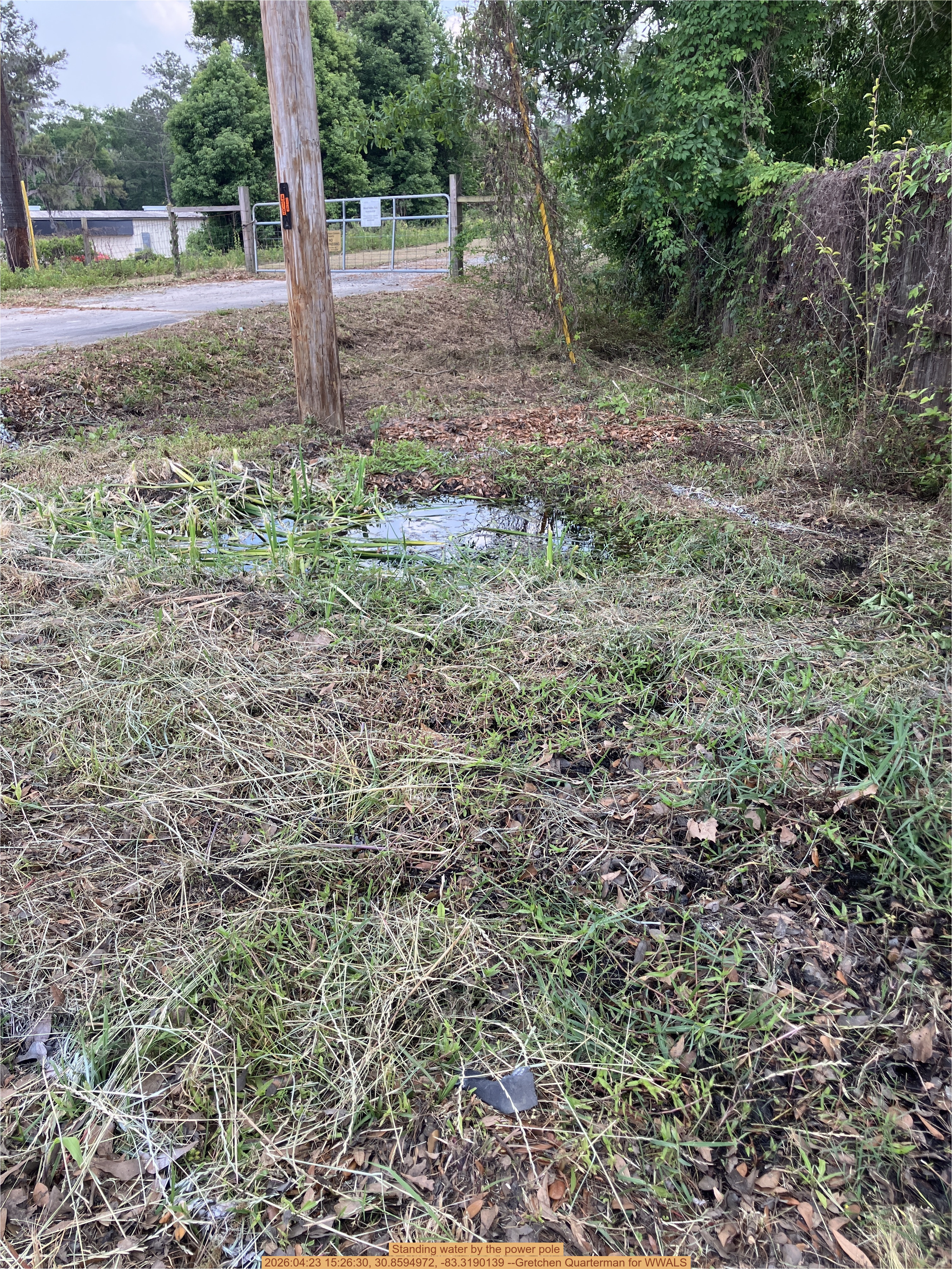 Standing water by the power pole, 2026:04:23 15:26:30, 30.8594972, -83.3190139 --Gretchen Quarterman for WWALS