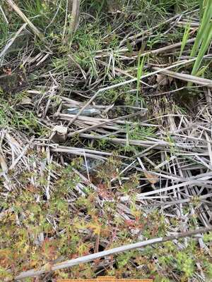 [Running water, 2026:04:23 15:26:34, 30.8594528, -83.3189083 --Gretchen Quarterman for WWALS]