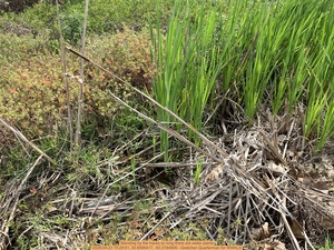 [Standing by the tracks so long there are water plants, 2026:04:23 15:29:51, 30.8595417, -83.3184806 --Gretchen Quarterman for WWALS]