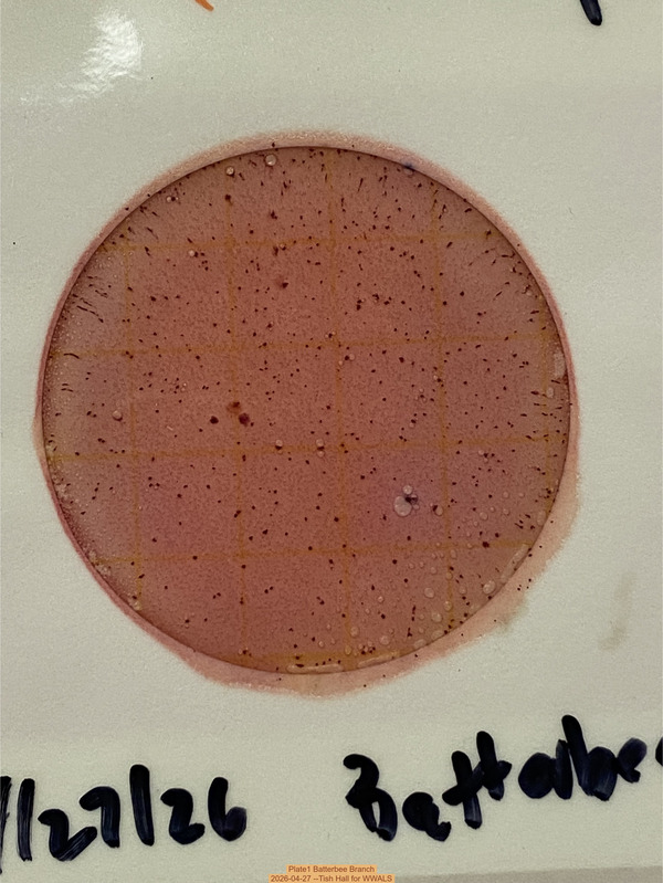 Plate1 Batterbee Branch, 2026-04-27 --Tish Hall for WWALS